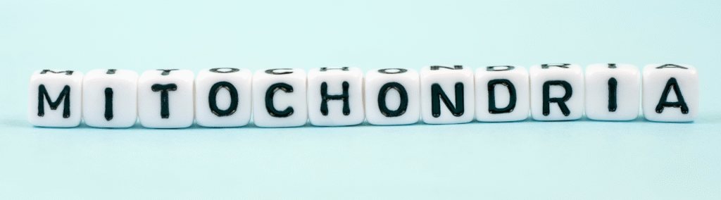 Mitochondrial Support Program for Cancer